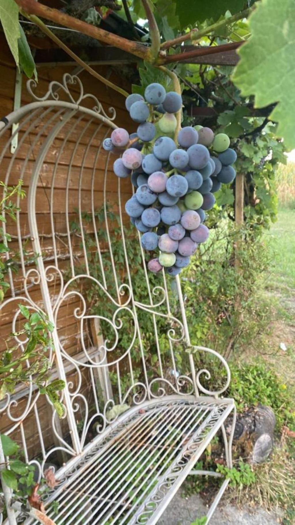 La Maison Des Roses Drachenbronn-Birlenbach Zewnętrze zdjęcie